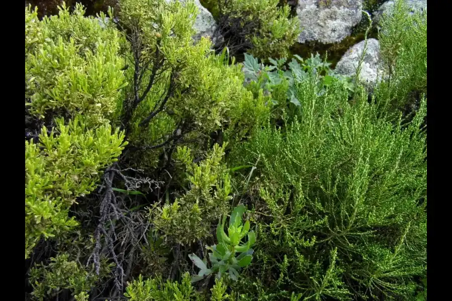 Imagen Zona De Reserva Y Conservación Municipal Los Altos De Caravelí - Imagen 13