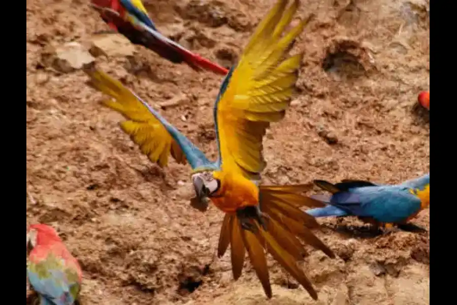 Imagen Collpa De Aves Salvadorcillo - Imagen 4