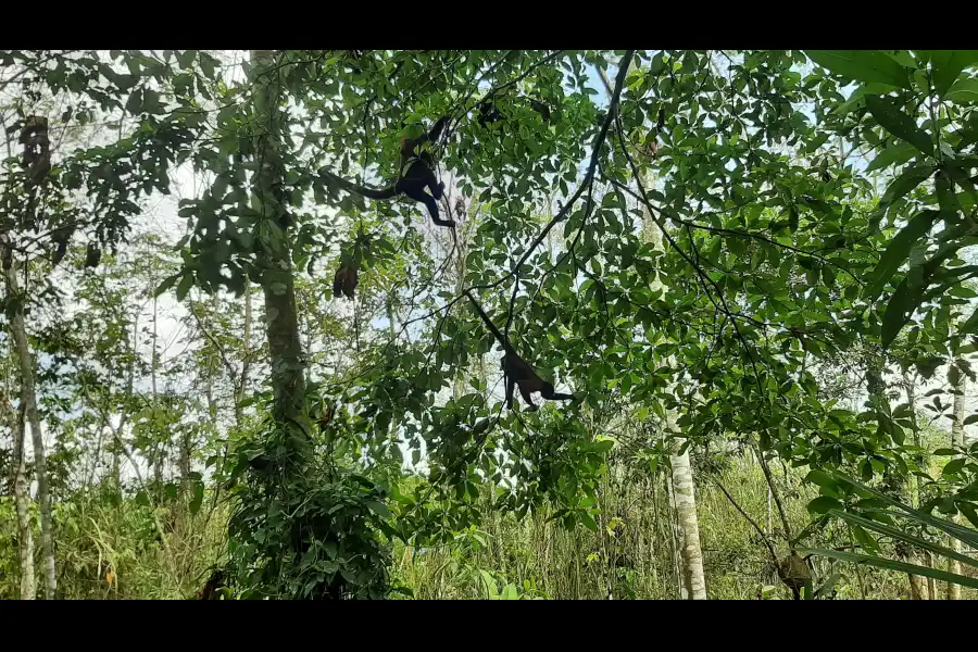 Imagen Isla De Los Monos - Imagen 7